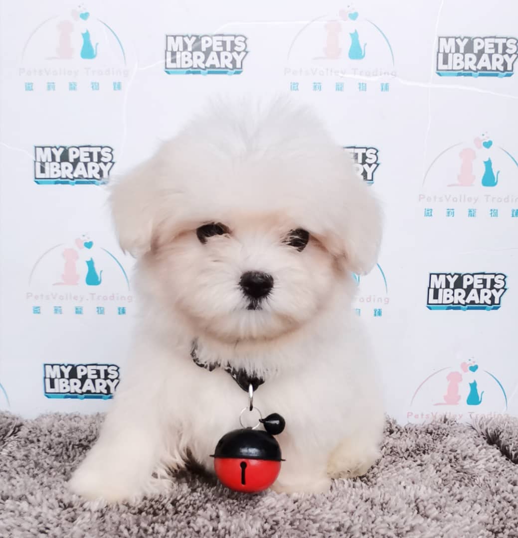 Tiny Maltese Puppy For Sale (Male)