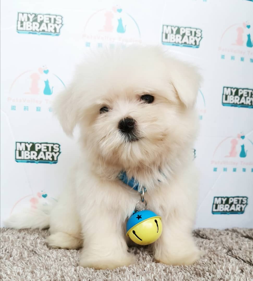 Tiny Maltese Puppy For Sale (Male)