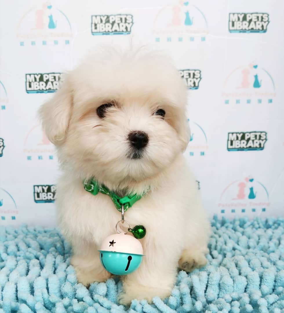 Tiny Maltese Puppy For Sale (Female)