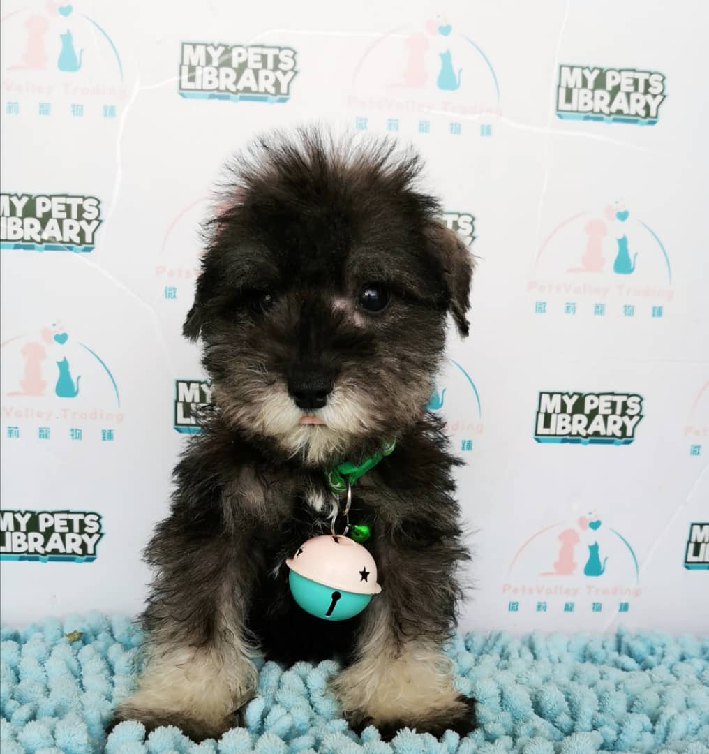 Miniature Schnauzer Puppy For Sale