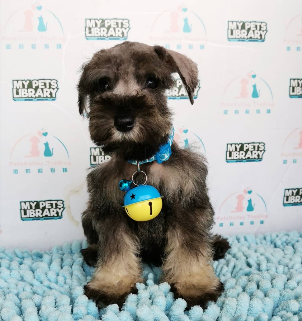Miniature Schnauzer Puppy For Sale (Female)