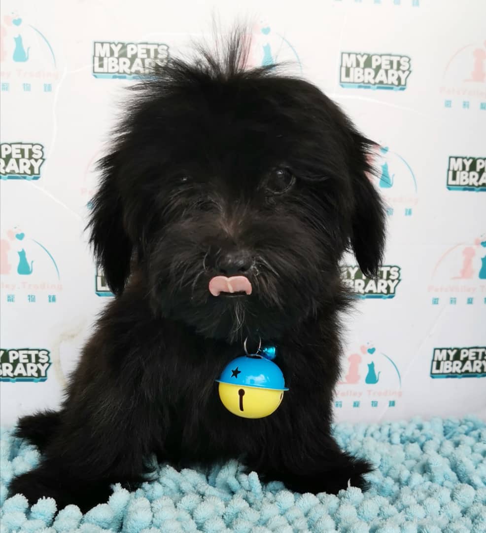 ShihPoo Puppy For Sale