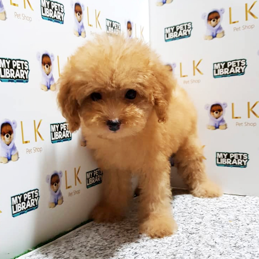Toy Poodle Puppy For Sale (Male)