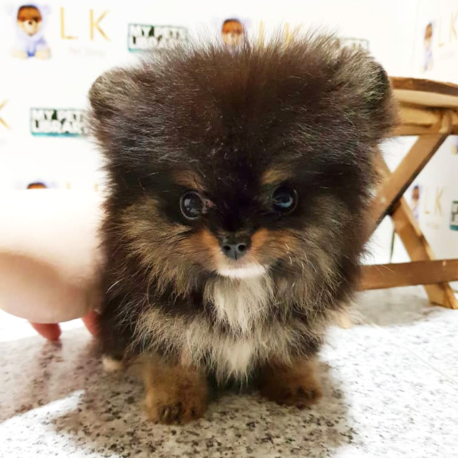 MKA Pomeranian Puppy For Sale (Male)