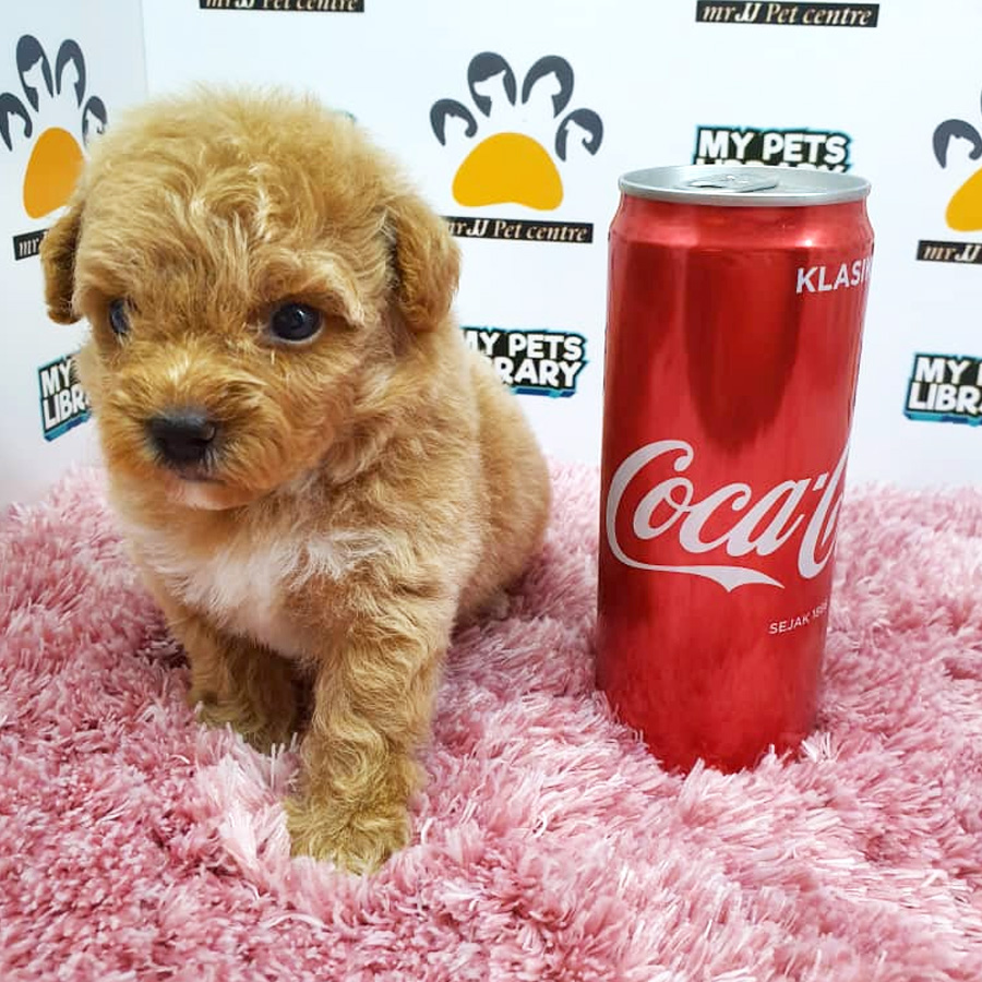 Toy Poodle Puppy For Sale (Female)