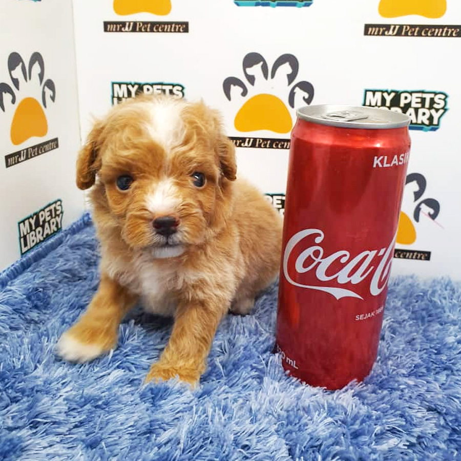 Toy Poodle Puppy For Sale (Male)