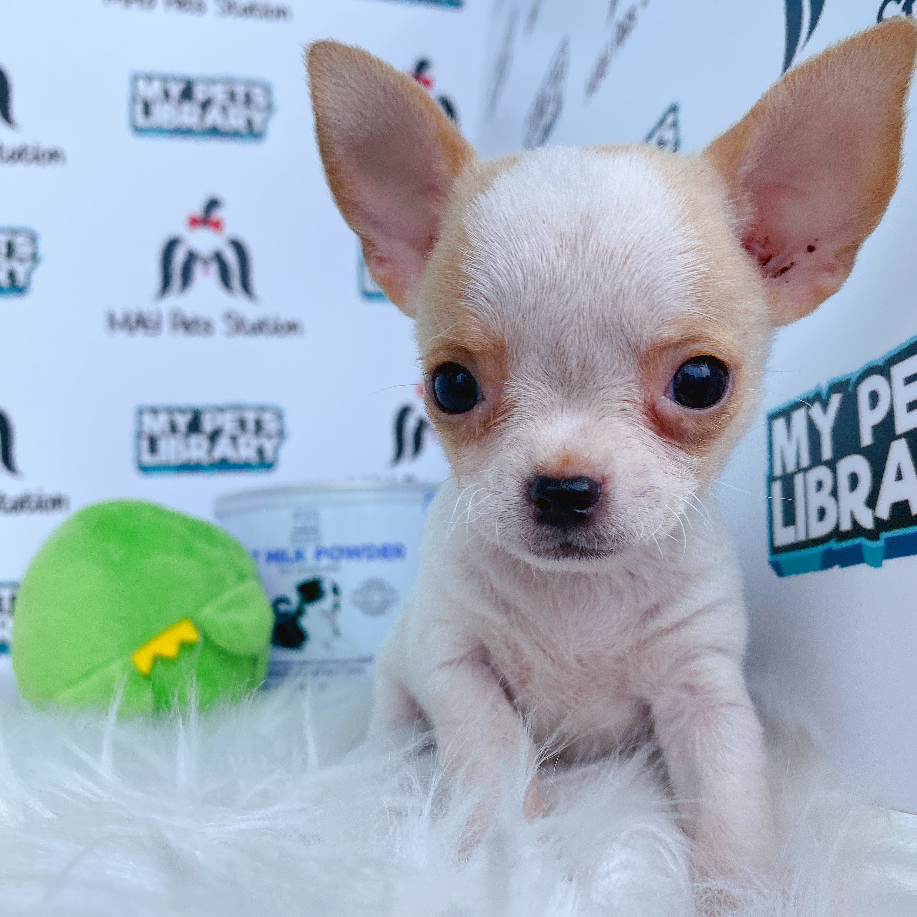 Apple Head Chihuahua Puppy For Sale (Male)