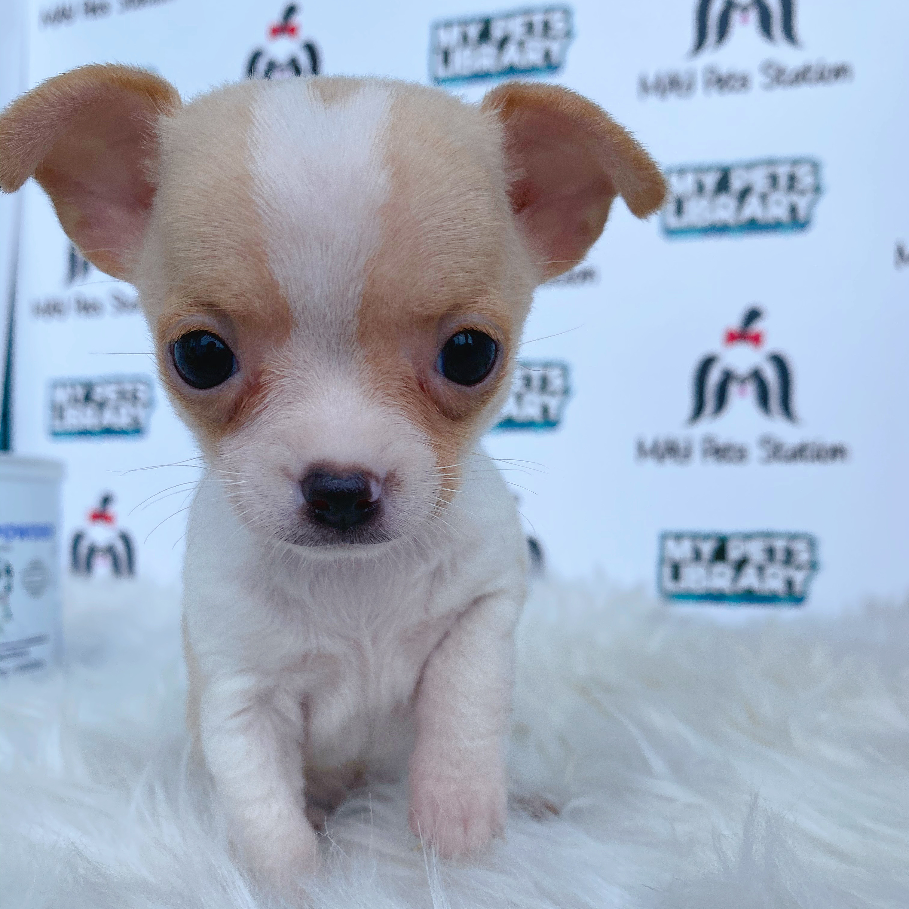 Apple Head Chihuahua Puppy For Sale