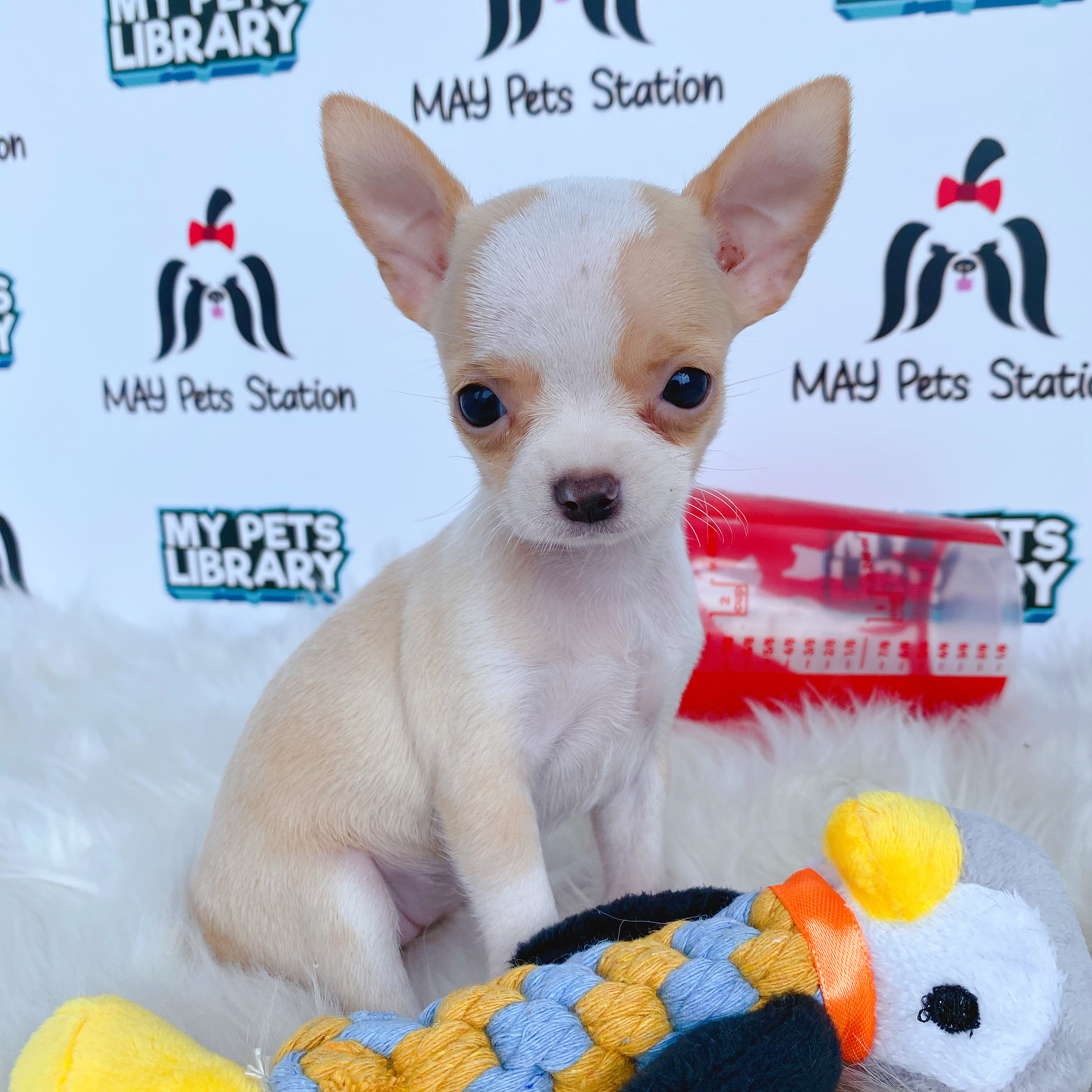 Applehead Chihuahua Puppy For Sale
