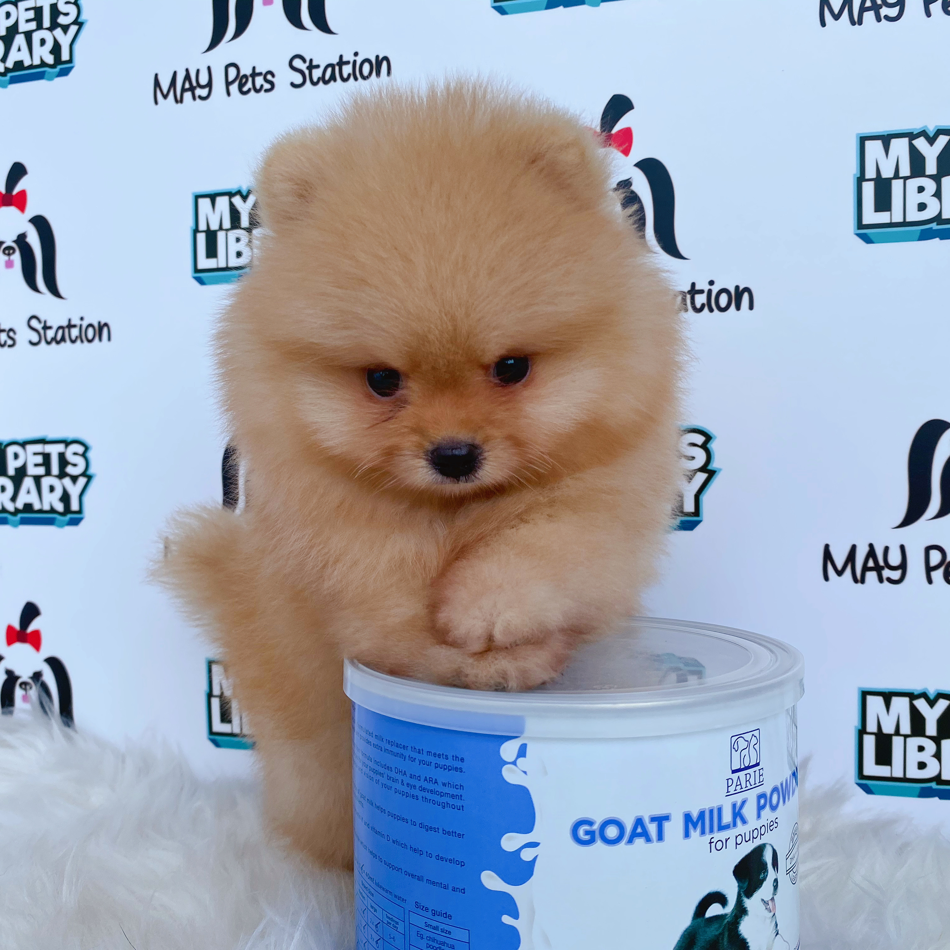 Short Leg Bear Pomeranian Puppy For Sale