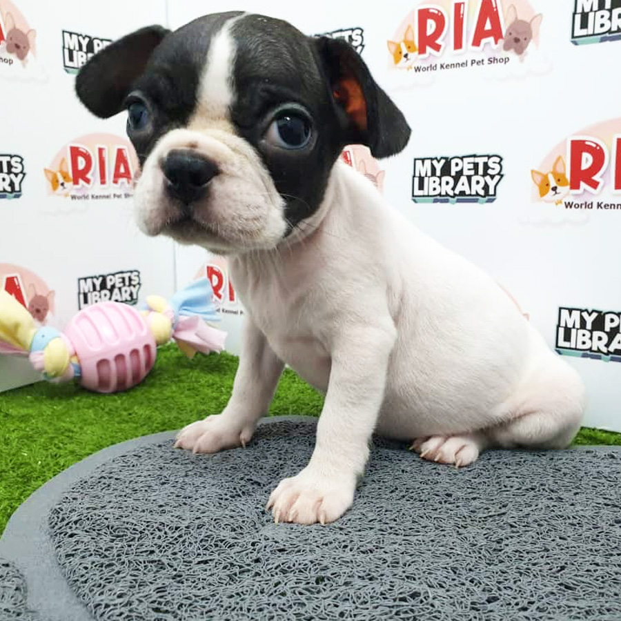 French Bulldog Puppy For Sale