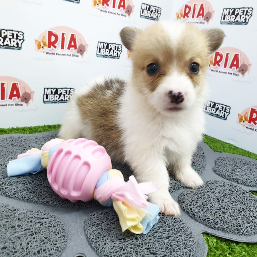 Welsh Corgi Puppy For Sale