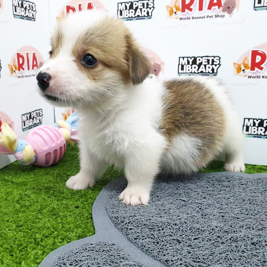 Welsh Corgi Puppy For Sale (Female)