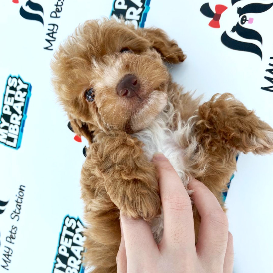 Toy Poodle Puppy For Sale (Male)