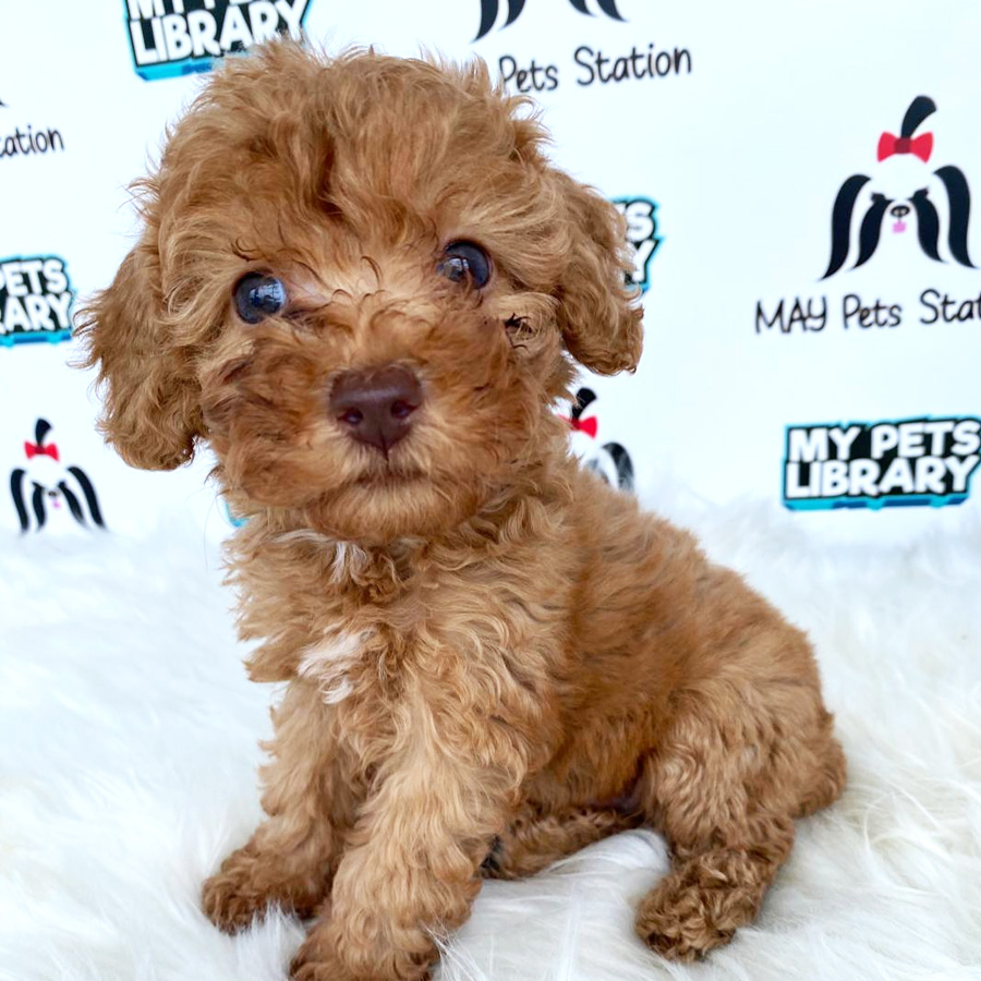 Toy Poodle Puppy For Sale (Male)