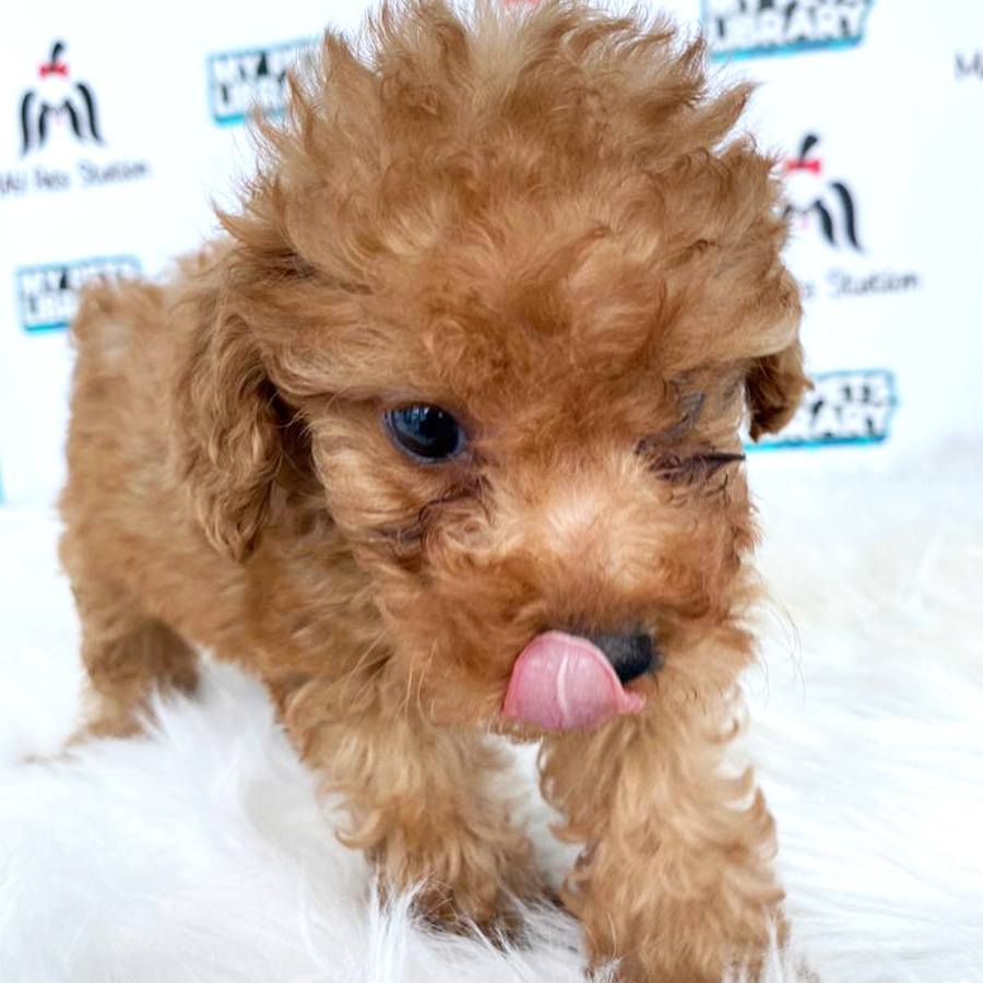 Toy Poodle Puppy For Sale (Male)