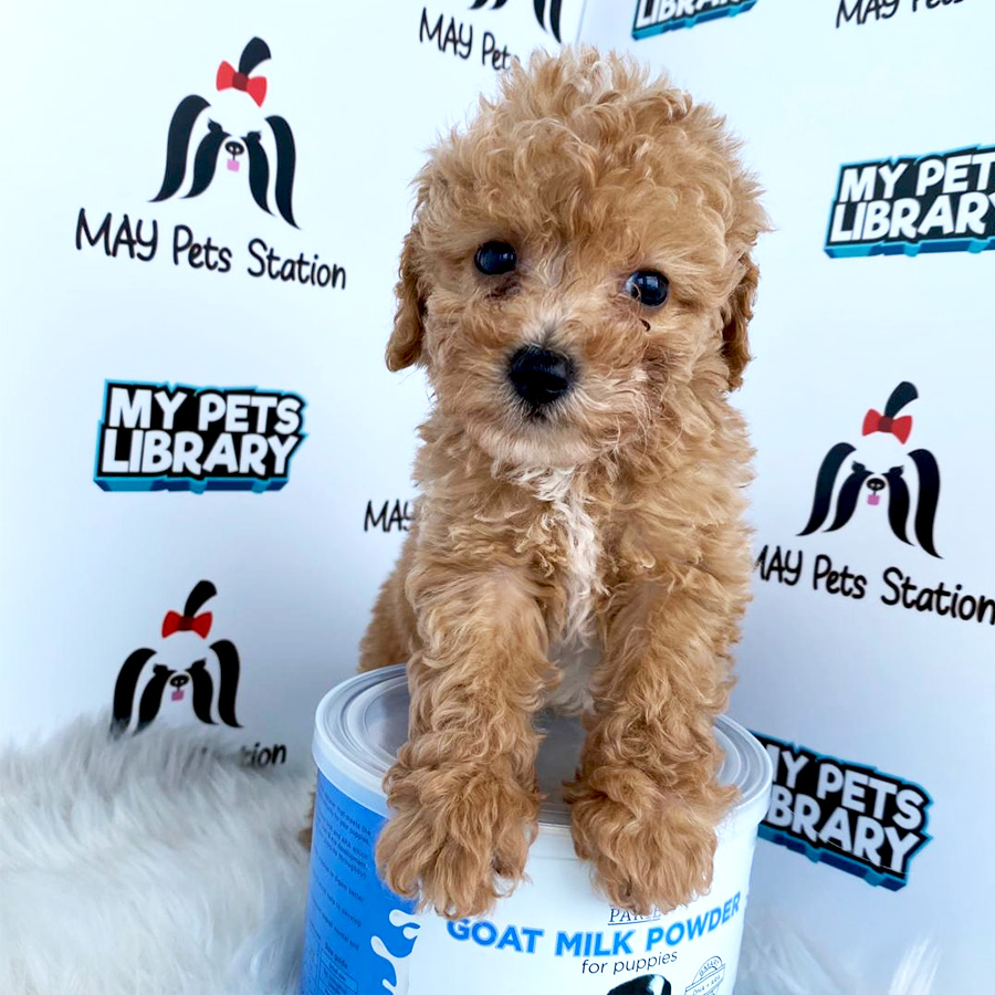 Toy Poodle Puppy For Sale (Male)