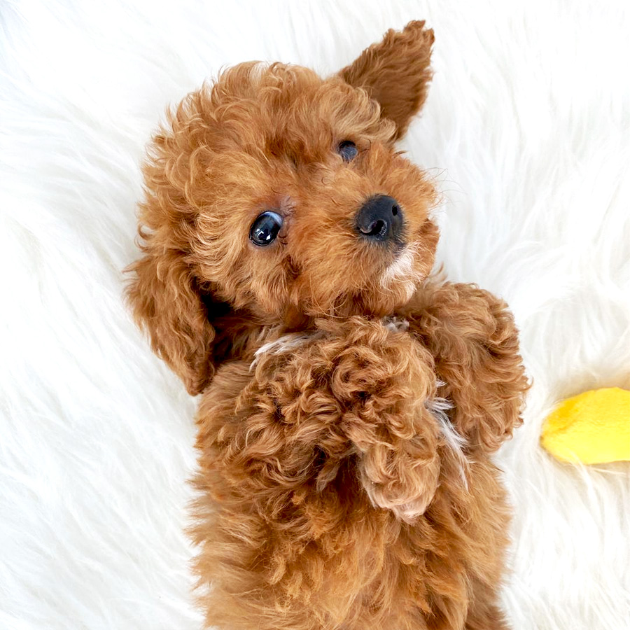 Toy Poodle Puppy For Sale (Female)
