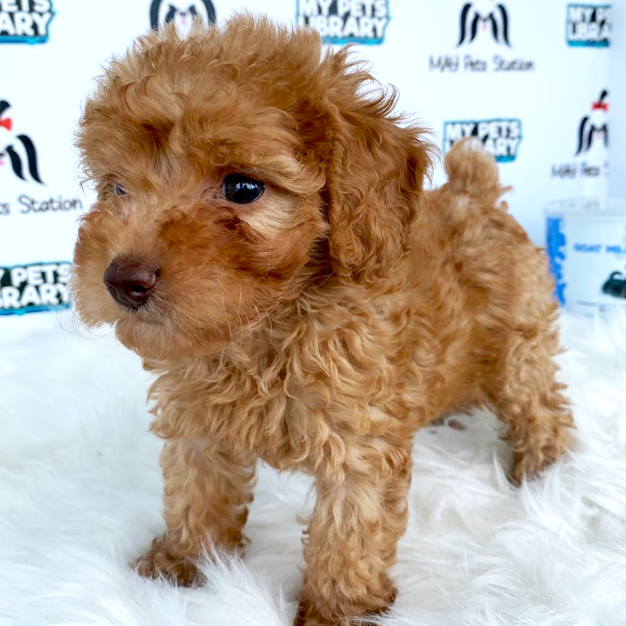 Toy Poodle Puppy For Sale (Female)