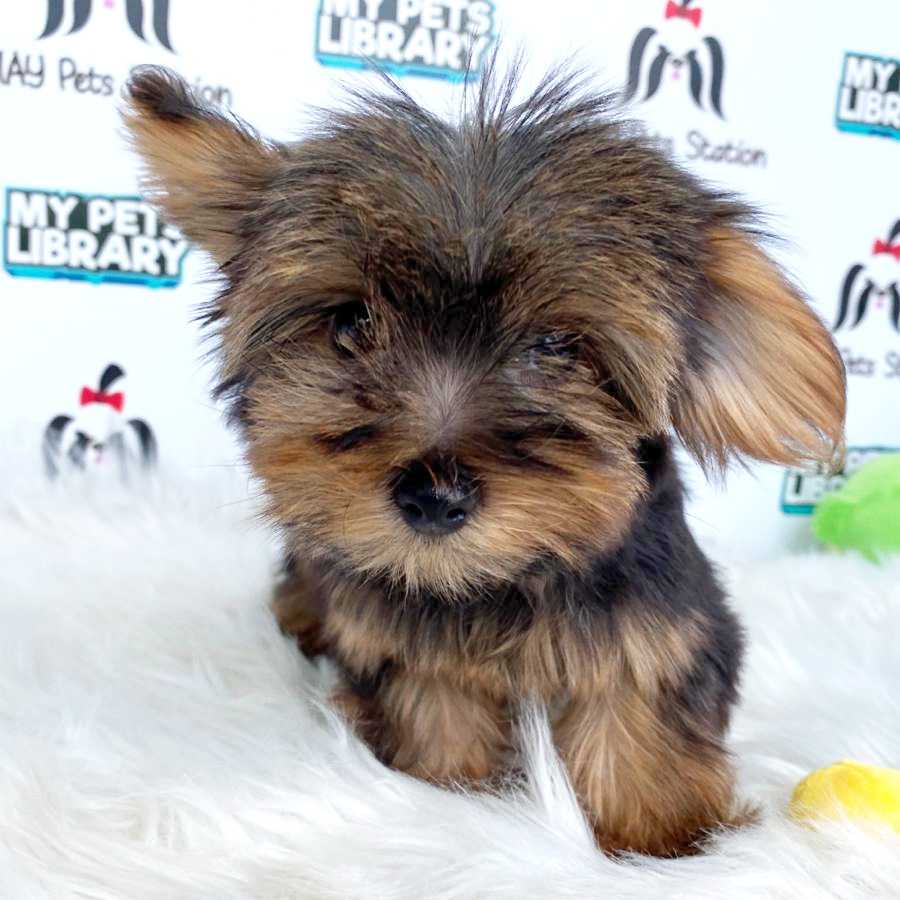 Yorkshire Terrier Puppy For Sale (Female)