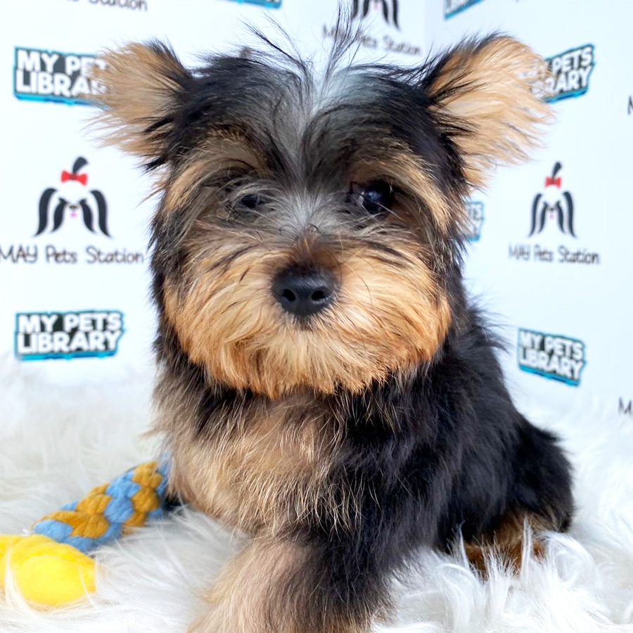 Yorkshire Terrier Puppy For Sale