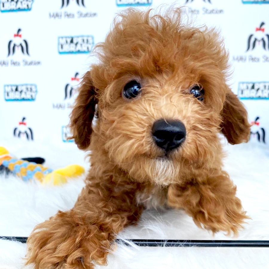 Toy Poodle Puppy For Sale (Female)
