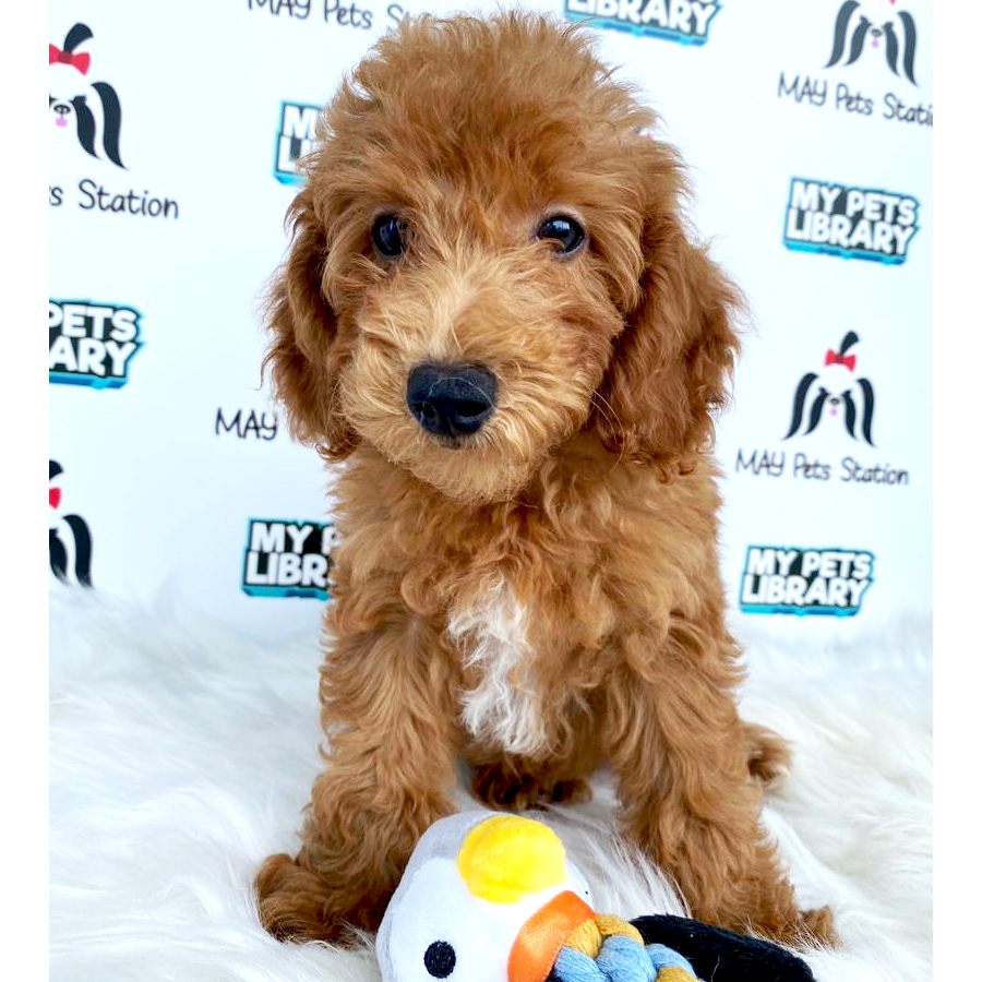 Toy Poodle Puppy For Sale (Male)