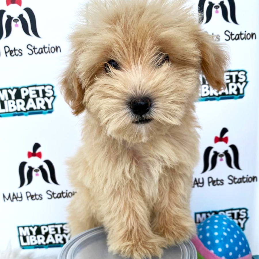 Miniature Schnauzer Puppy For Sale (Female)