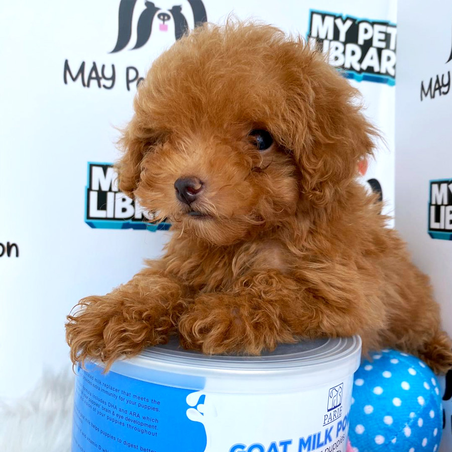 Tiny Toy Poodle Puppy For Sale (Female)