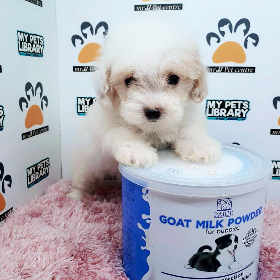 Cream White Toy Poodle Puppy For Sale (Female)