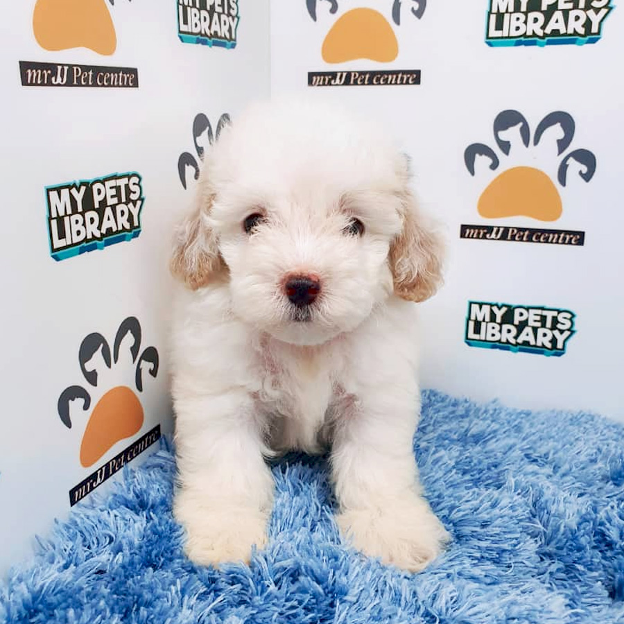 Cream White Toy Poodle Puppy For Sale