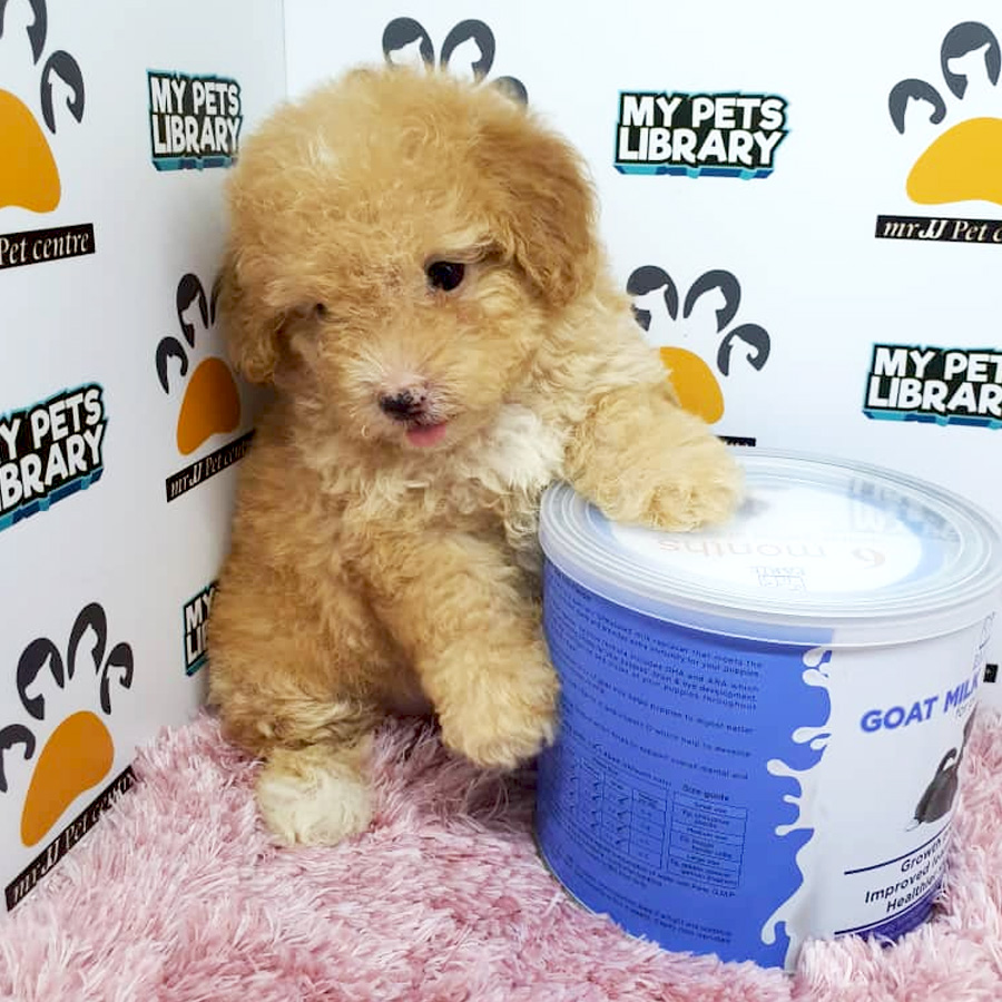 Toy Poodle Puppy For Sale (Female)