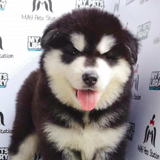 Giant Alaskan Husky Puppy For Sale