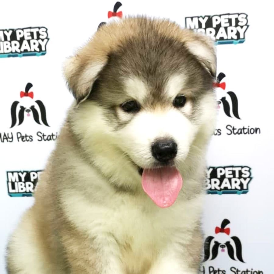 Giant Alaskan Husky Puppy For Sale