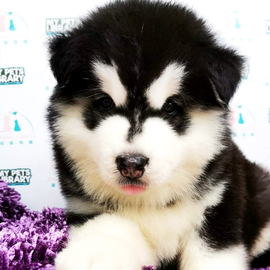 Giant Alaskan Husky Puppy For Sale