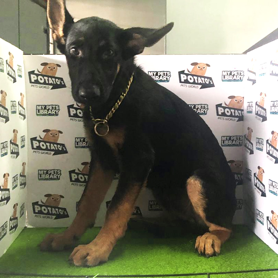 MKA German Shepherd Puppy For Sale