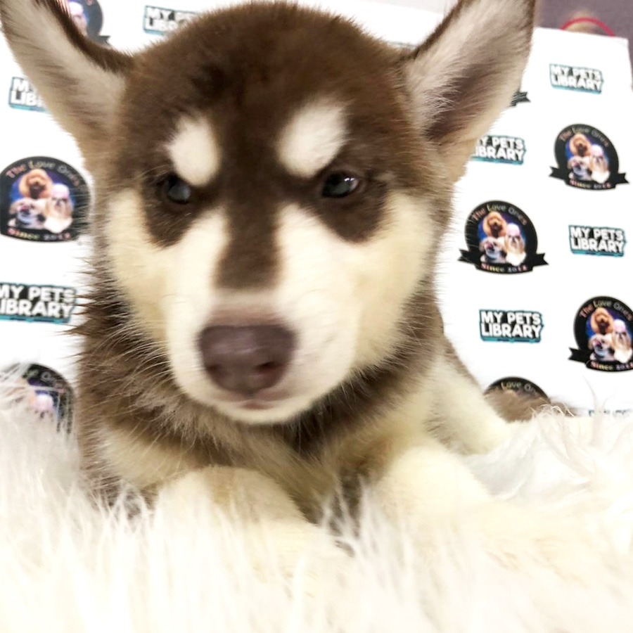 Wooly Husky Puppy For Sale