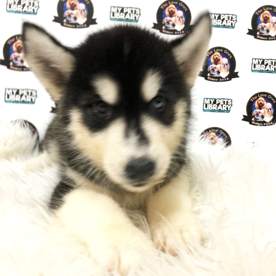 Wooly Husky Puppy For Sale