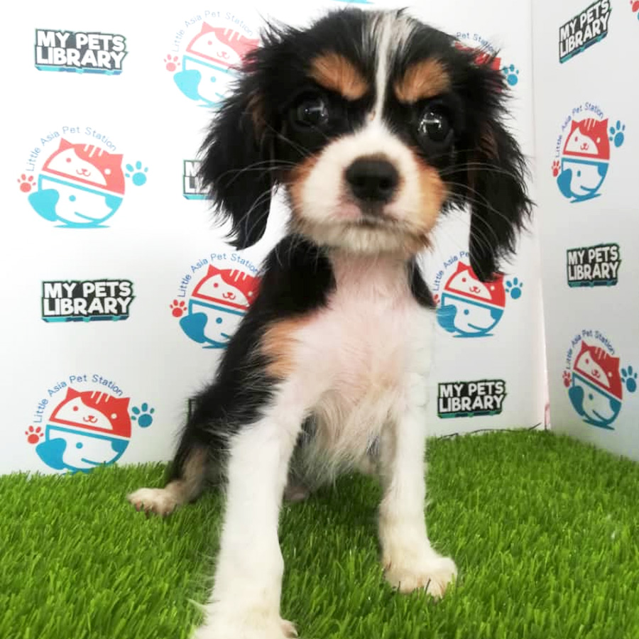 King Charles Spaniel Puppy For Sale