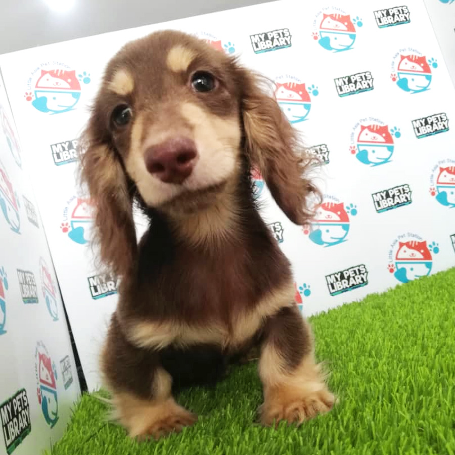 Miniature Dachshund Puppy For Sale