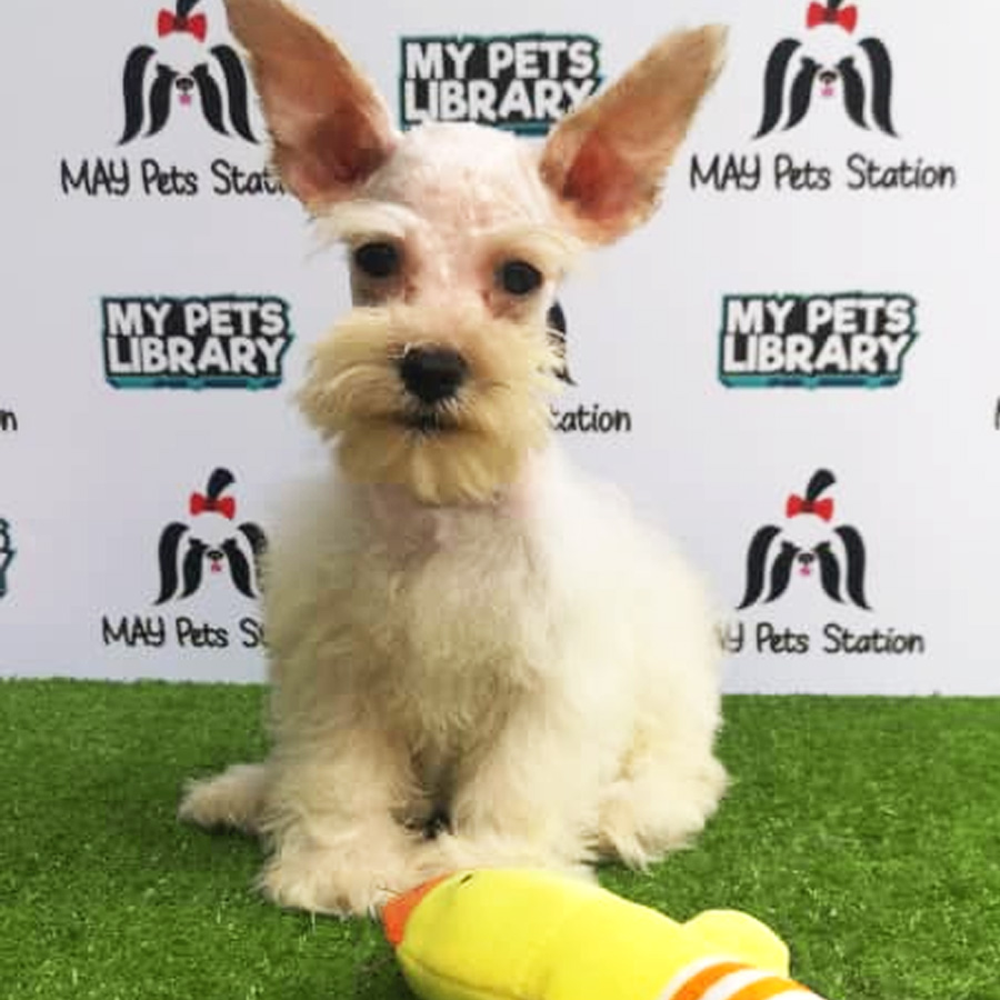 Miniature Schnauzer Puppy For Sale (Female)