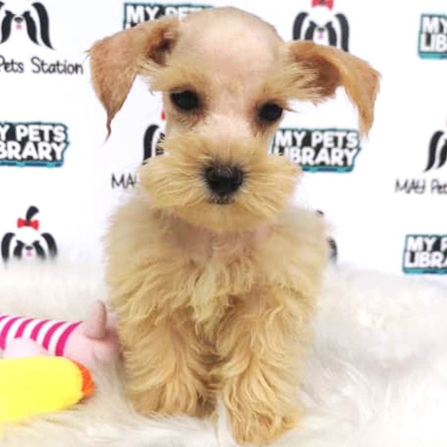 Miniature Schnauzer Puppy For Sale (Female)
