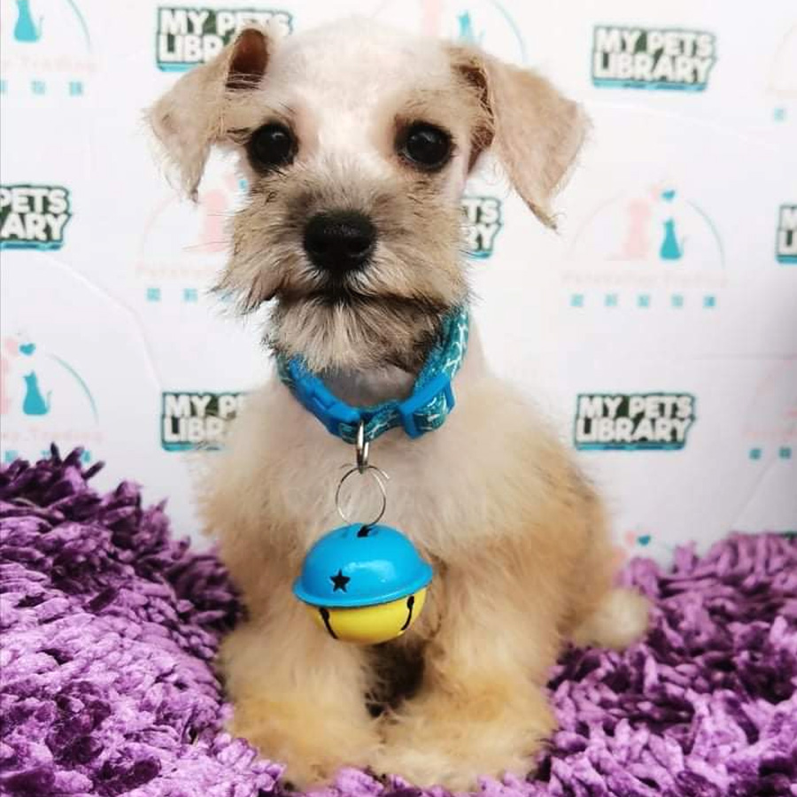 Miniature Schnauzer Puppy For Sale (Female)