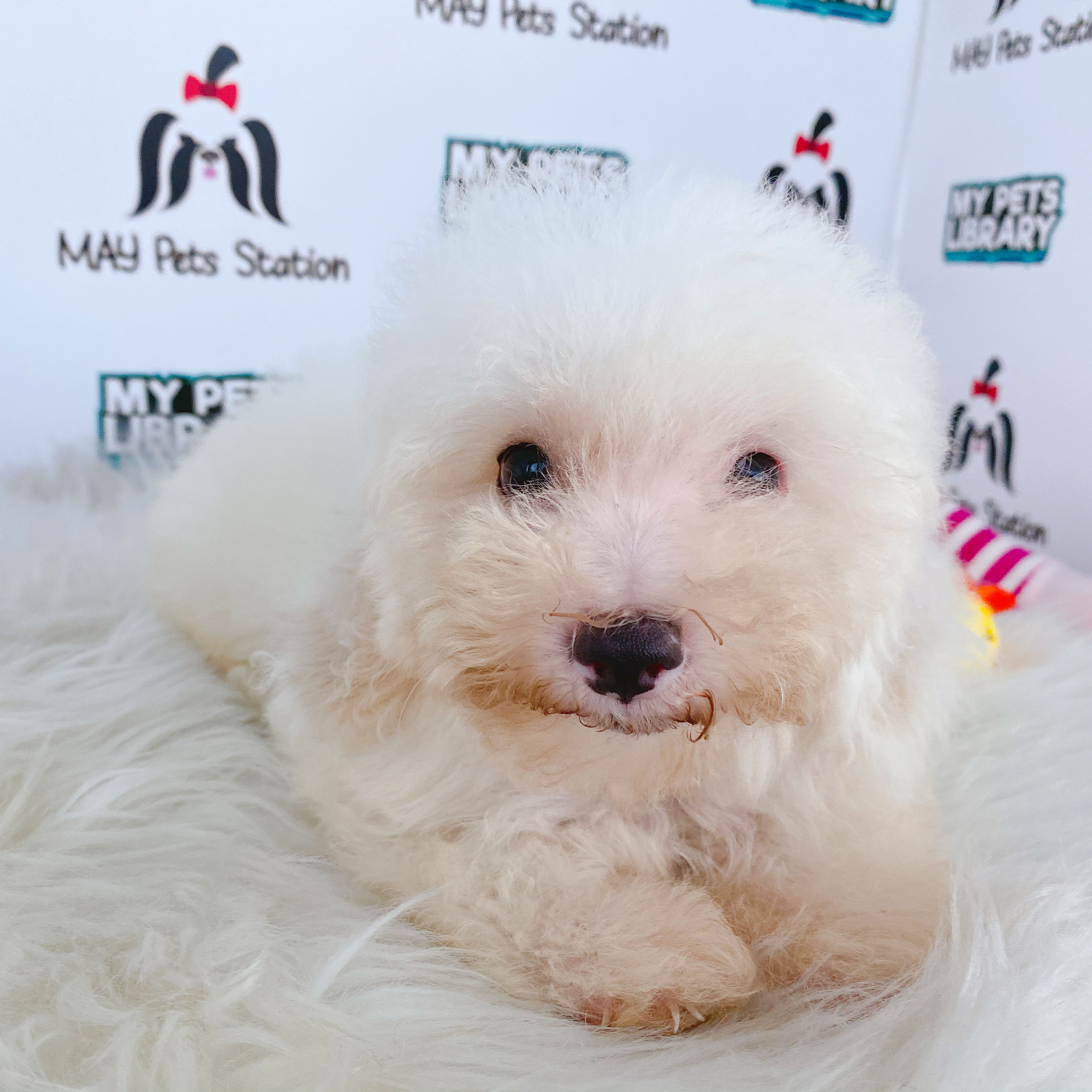 Sweet Looking Toy Poodle Puppy For Sale (Male)