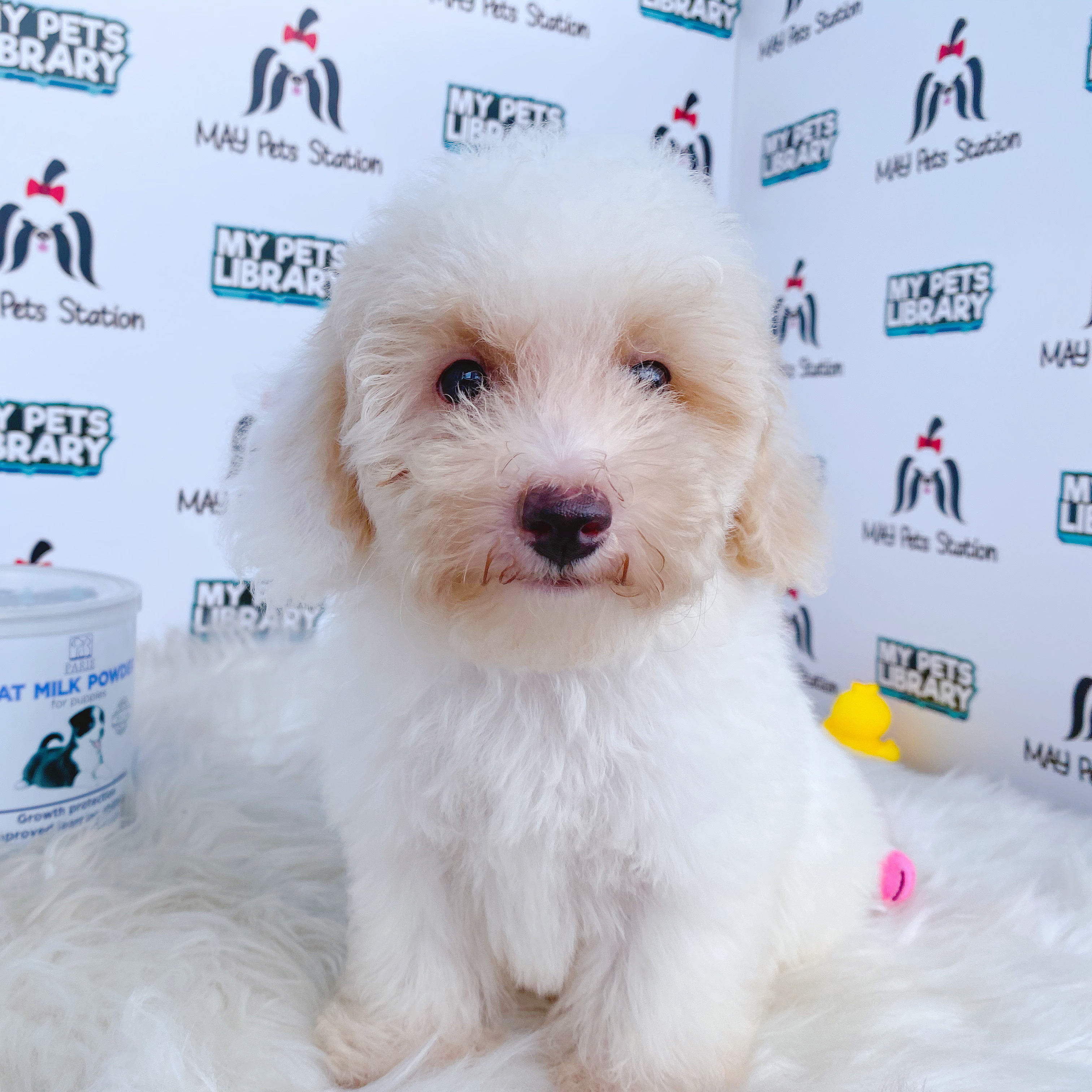 Sweet Looking Toy Poodle Puppy For Sale (Female)
