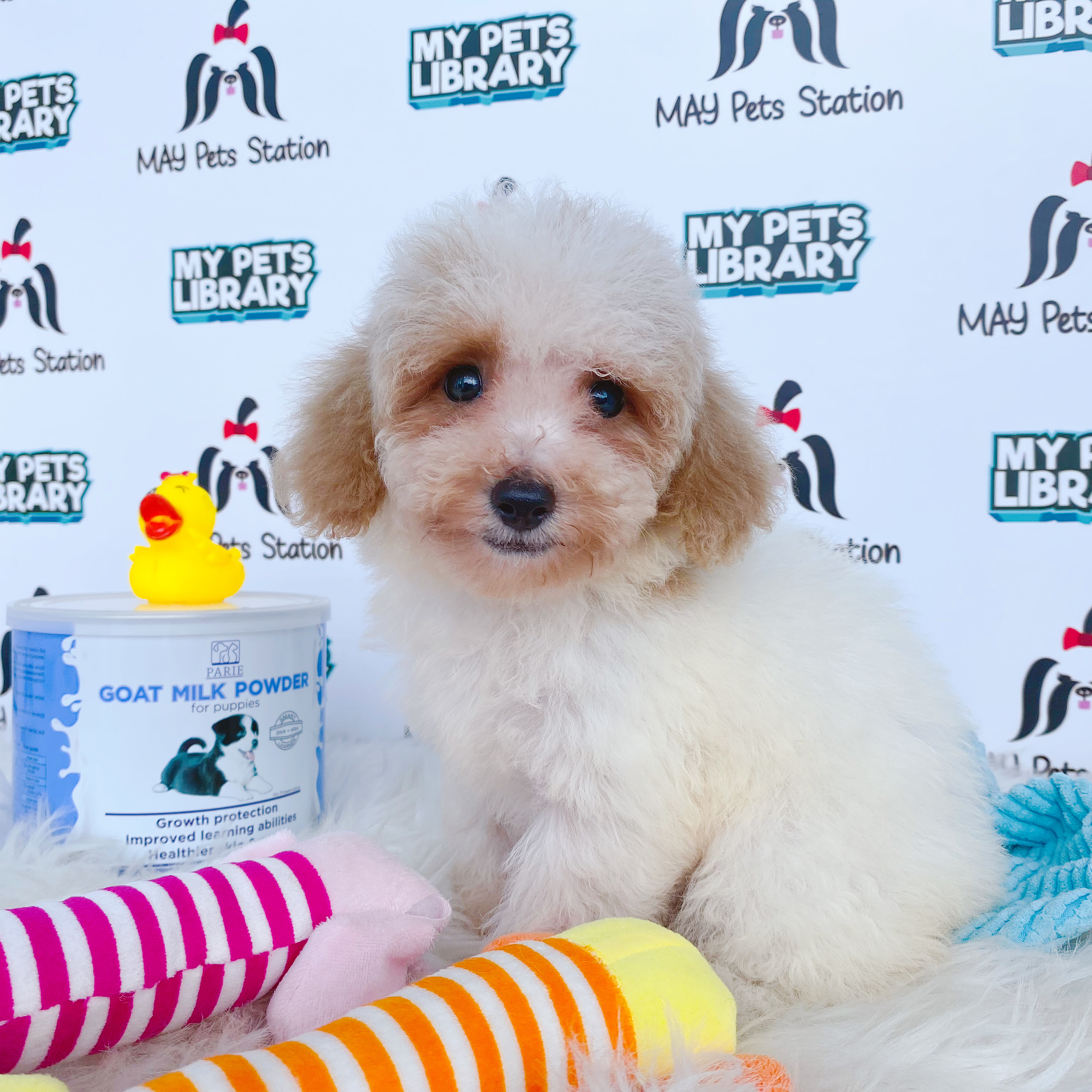 Parti Toy Poodle Puppy For Sale (Female)
