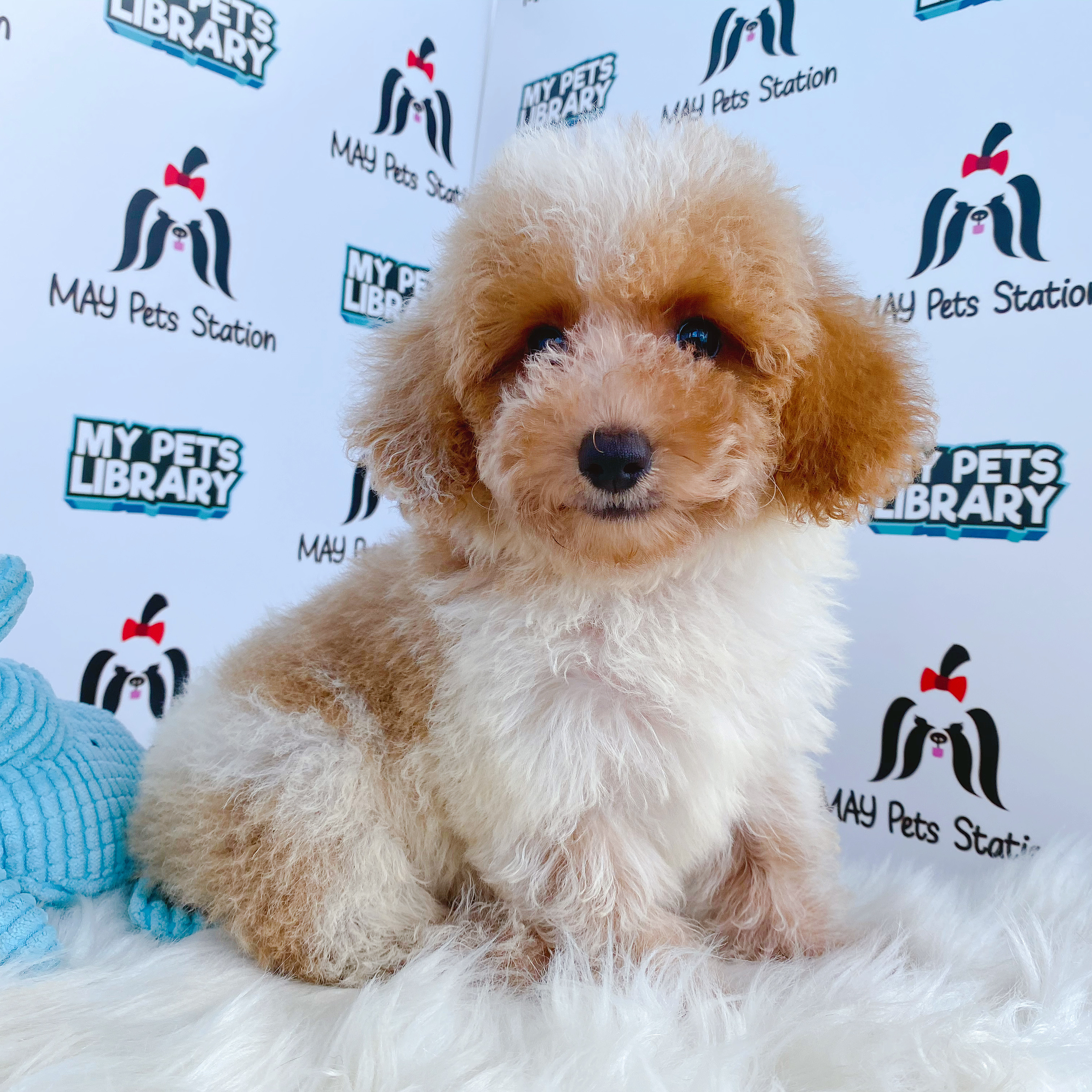 Parti Toy Poodle Puppy For Sale (Male)
