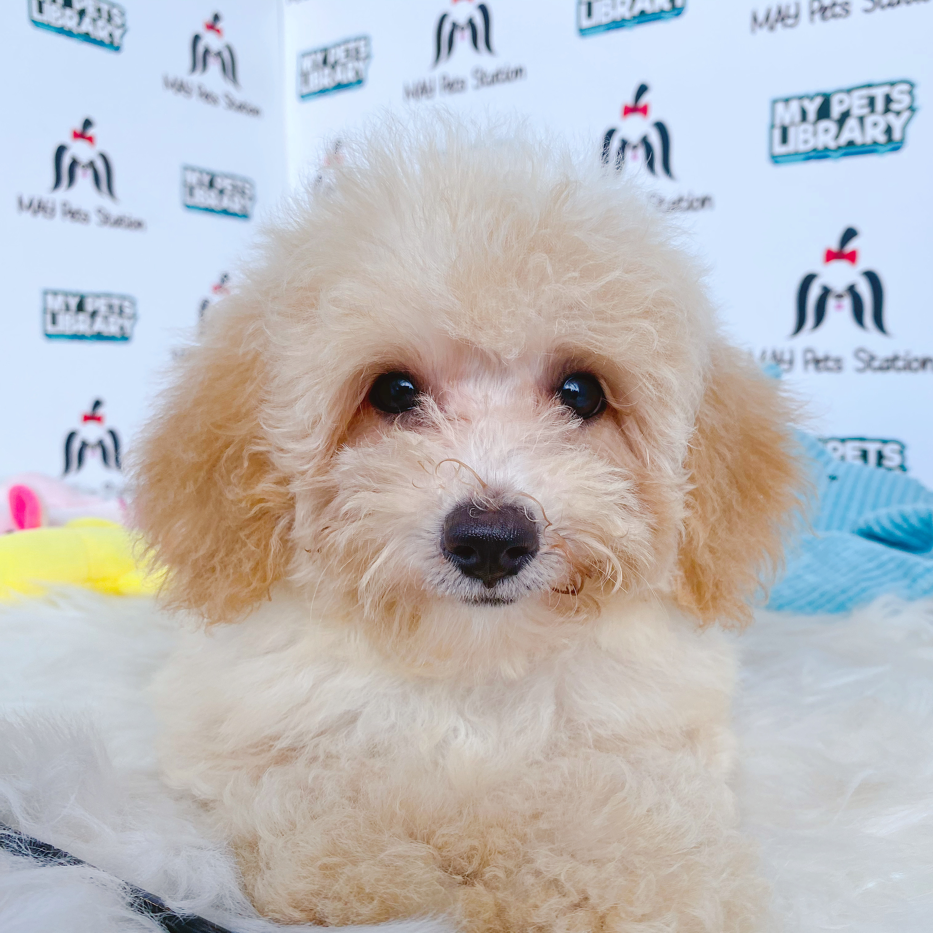 Cream Toy Poodle Puppy For Sale (Female)