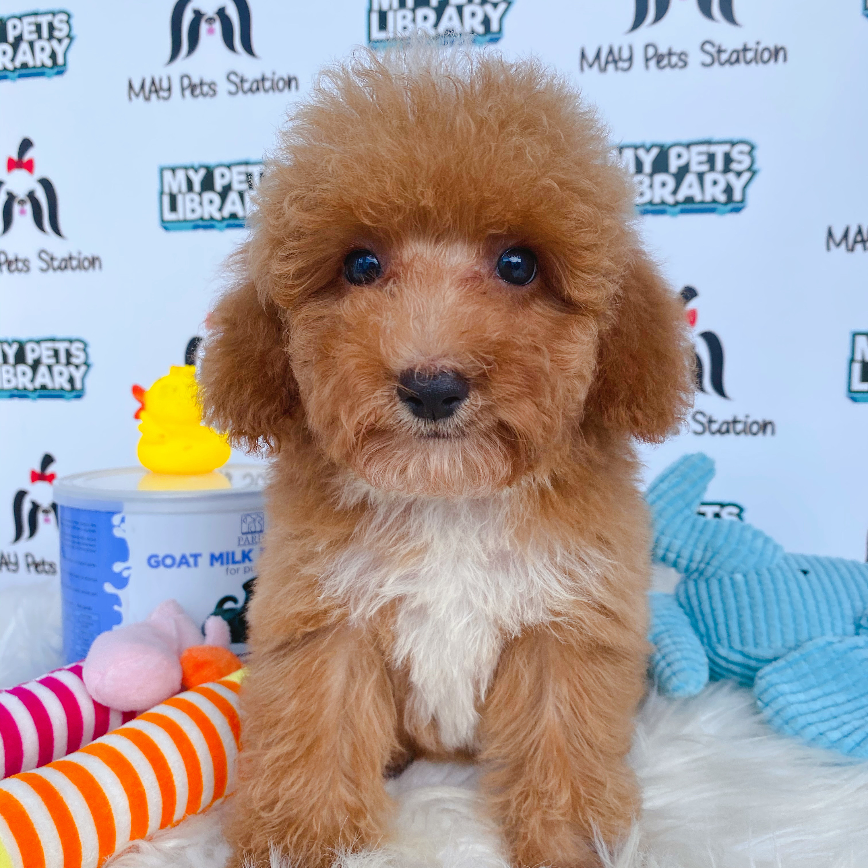 Toy Poodle Puppy For Sale (Male)