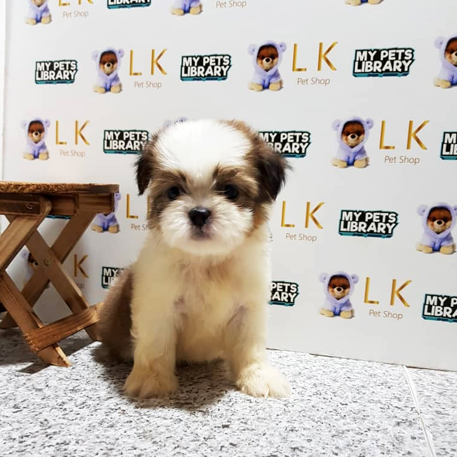 Shih Tzu Puppy (Male) For Sale